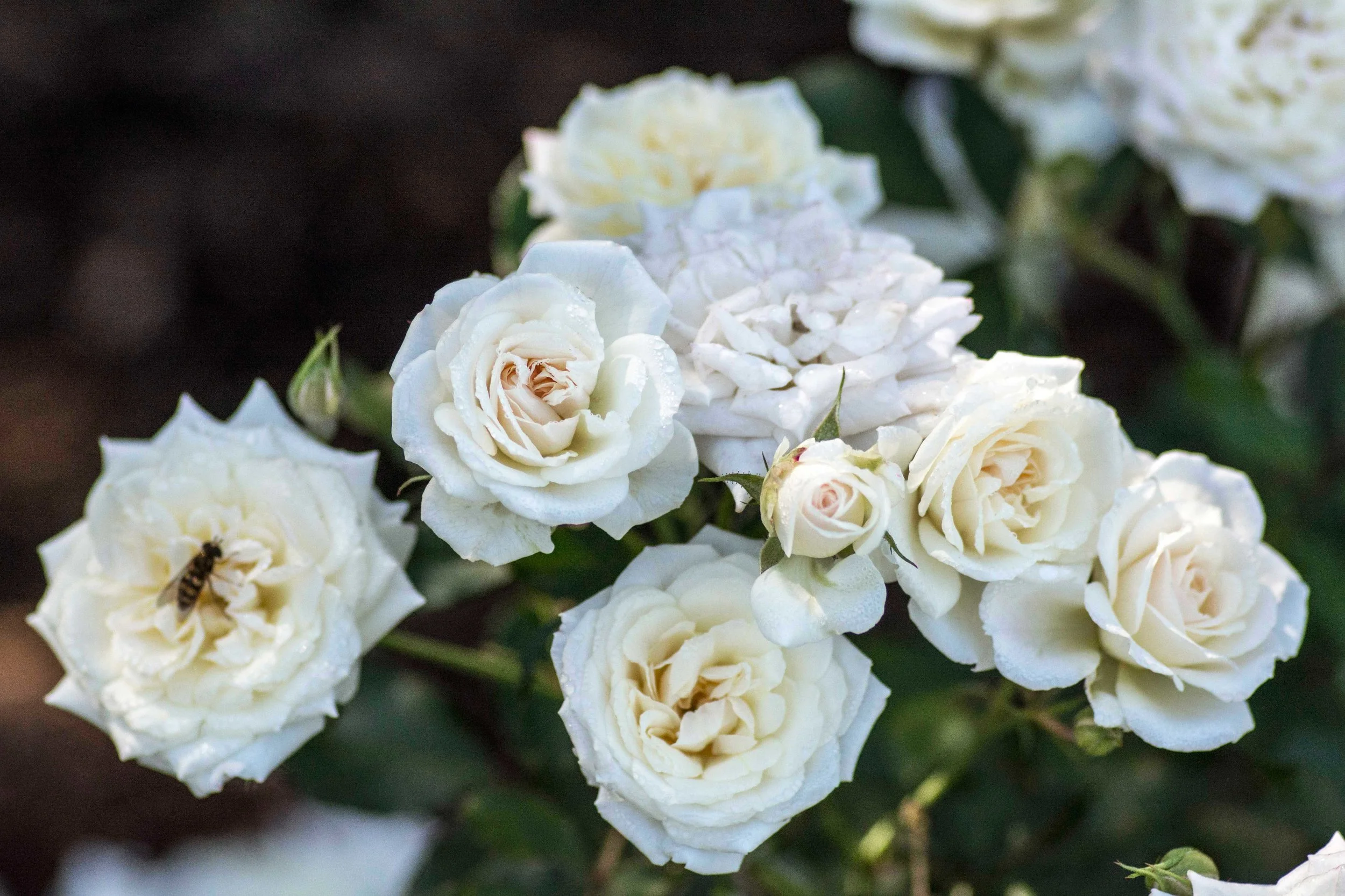 Bush Roses — Van Winden's